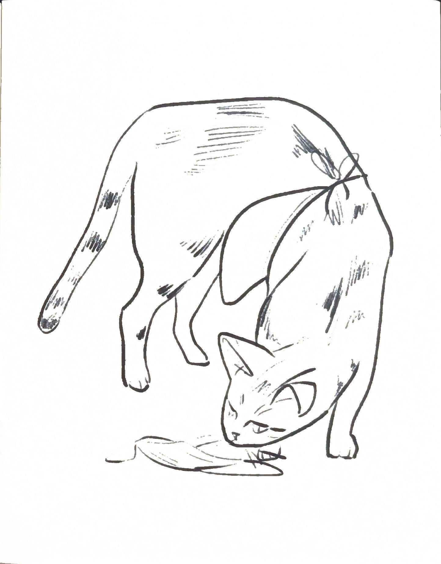 Salon Cat