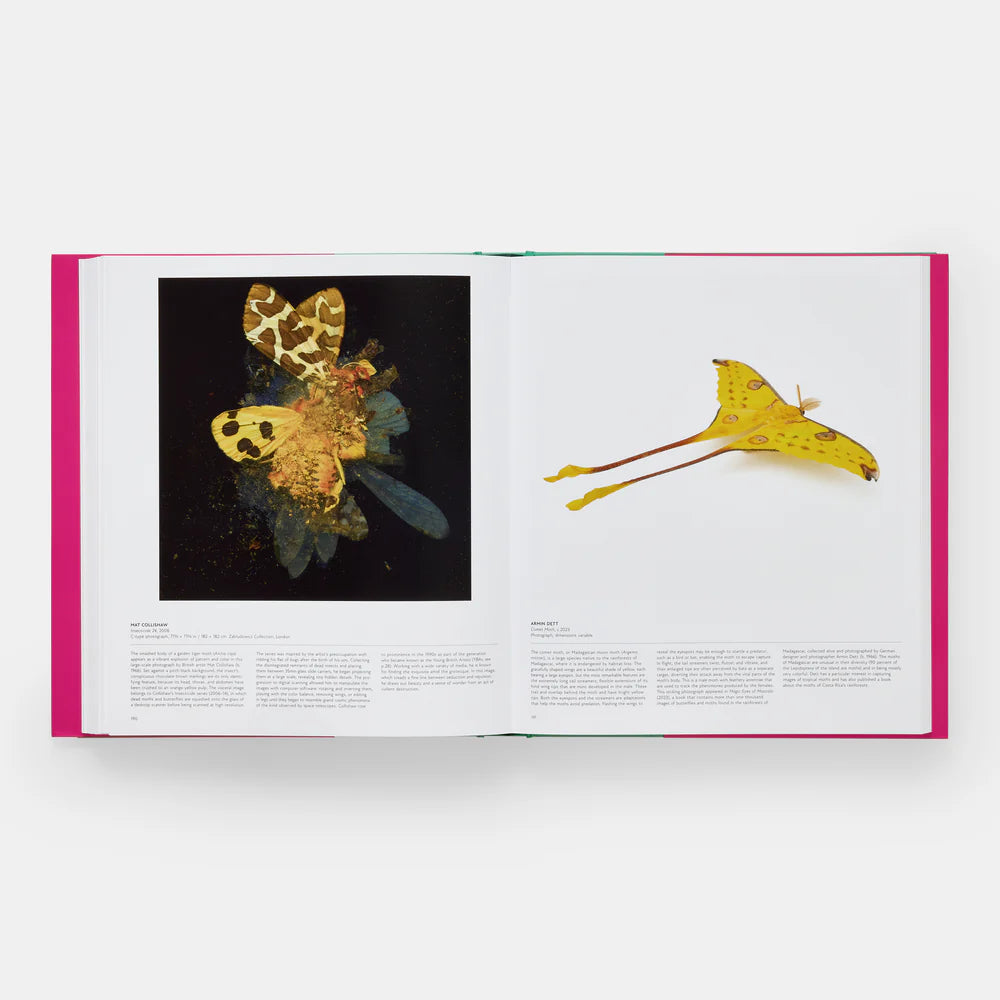 Butterfly: Exploring the World of Lepidoptera